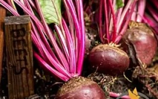 Свекла на земле с деревянной табличкой BEETS - Гарольд