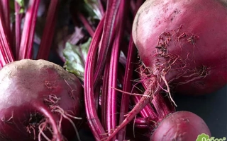 Свекольные клубни Гопак на темном фоне