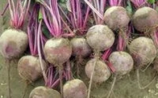 Свекольные корнеплоды с ботвой на земле - Комаро F1