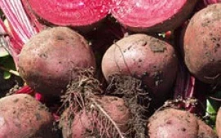 Свекольные корнеплоды с листьями и разрезанными срезами, демонстрирующие красный цвет - Лоретт