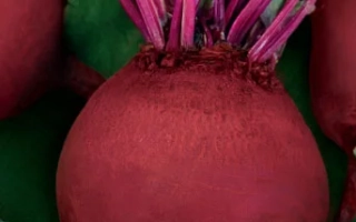 Мадам Ружетт