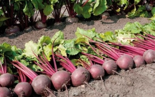 Свекольные корнеплоды сорта МАРИШКА выложены на земле рядом с ботвой.