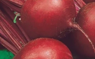 Матрона Седек