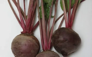 Три свекольных клубня с ботвой на белом фоне - Одноростковая