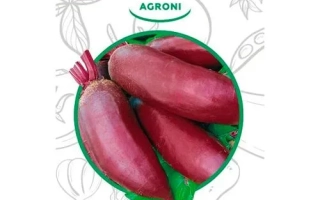 Приморская Цилиндрическая