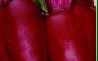 Регульски Цилиндер