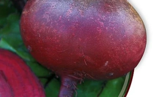 Пакет семян столовой свеклы Сеньора с изображением свежих корнеплодов