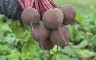 Свекольные корнеплоды с зелеными листьями в руках на фоне грядки - СУБЕТО