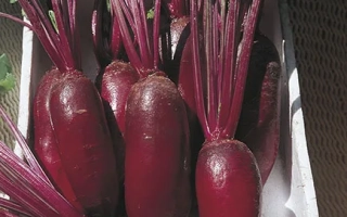 Свекольные корнеплоды сорта ТАТУМ в белой лотке