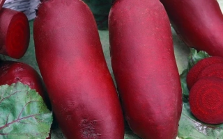 Свекольные корнеплоды сорта Торпедо с зелеными листьями