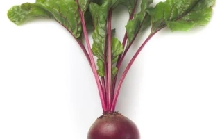 Свекольная ботва и корнеплод сорта Зепо РЗ F1