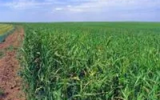 Чишминська Рання