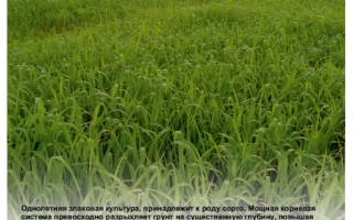 ПРИОБСЬКА 97