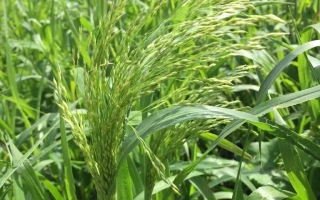 ЮВІЛЕ́ЙНА 20