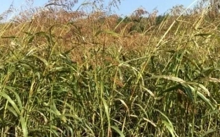 ЗОНАЛЬСЬКА 6