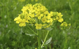 Жёлтые цветы сурепицы на зелёном фоне - АЛЁНА
