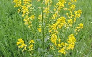 Жёлтые цветы сурепицы на зелёном поле - ДЕРЖАВА