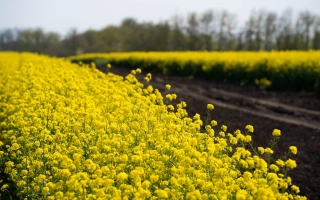 Поле сурепицы с яркими желтыми цветами на фоне деревьев - ГОРДЕЯ