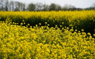 Поле сурепицы в цвету - МЕДОВАЯ