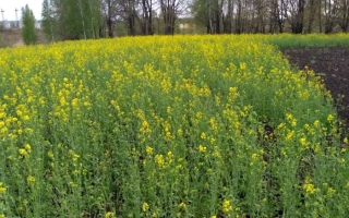 Поле сурепицы Удача в цвету