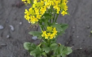 Жёлтые цветы сурепицы на почве - Валентина