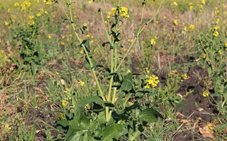 Поле с цветущей сурепицей - ЗАРЯ