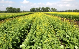 Поле сурепицы под голубым небом - Золотистая