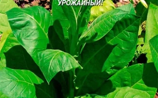 Пакет семян табака БЕРЛЕЙ 413