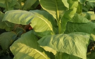 Растение табака на поле - БЕРЛЕЙ 5