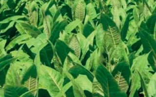 Пакет семян табака Крупнолистный 512 на фоне посадок