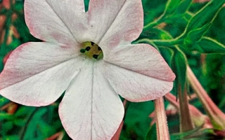 Пакет семян табака Луневский с изображением цветов