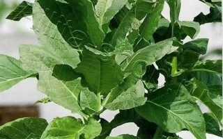 Пакет семян табака ОСТРОЛИСТ 316 с изображением растения