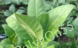 Растение табака Трапезонд 15 на фоне грядки