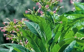 Пакет семян табака Трапезонд 204