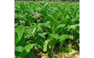 Поле табака с зелеными растениями на фоне голубого неба - ВЯЧЕСЛАВ