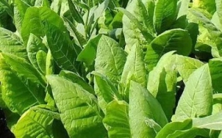 Ряды зеленых листьев табака VIRGINIA 202 - ВИРДЖИНИЯ 202