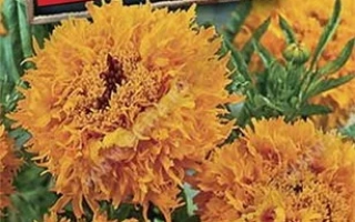 Оранж Принц