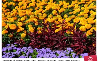 Оранжевый Ковер