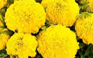 Солнечный Луч