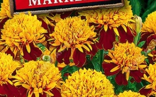 Золото Маккены