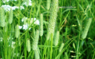 Пидгирянка