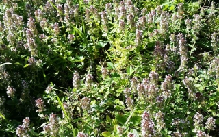 Thyme plant against green foliage - YALOS