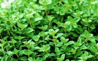 Ароматная Грядка