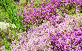 Blooming thyme variety Fantasy against green grass background