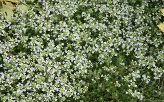 Thyme bush with small white flowers against a soil background