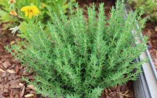 Thyme plant in a garden bed with mulch and flowers - Anniversary