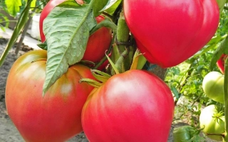 Абаканский