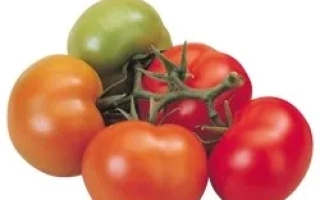 Свежие томаты разных цветов на ветке - АБИГАЙЛ