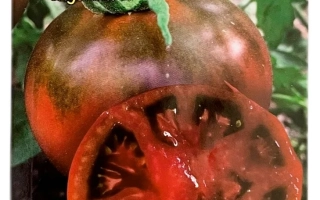 Африканское Ожерелье