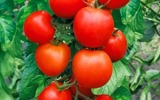 Созревшие красные томаты на ветке - Афродита